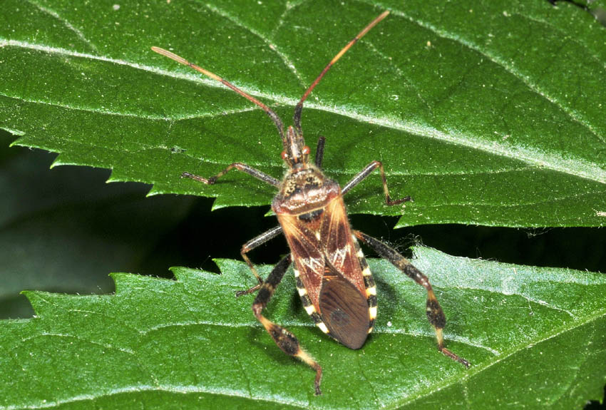 Coreidae: Leptoglossus occidentalis dell''Emilia (RE)